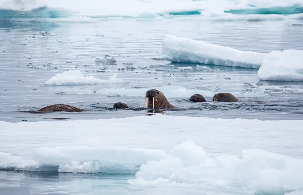 52% опрошенных жителей Арктики считают, что экологическая обстановка на севере улучшается