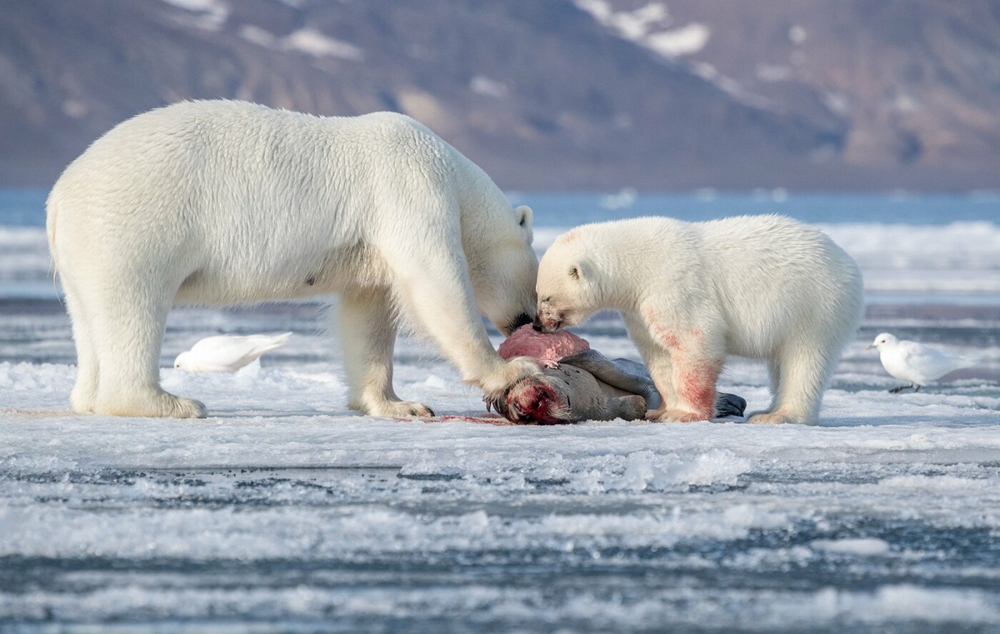 Белые медведи результаты. Варандей белый медведь. Белый медведь Мончегорск. Арктика медведи. Белые медведи в Арктике.