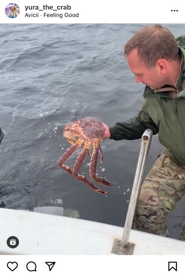 Дальневосточный краб. Юра краб. Камчатский краб (paralithodes camtschatica). Юра краб. Камчатский краб в баренцевом море.