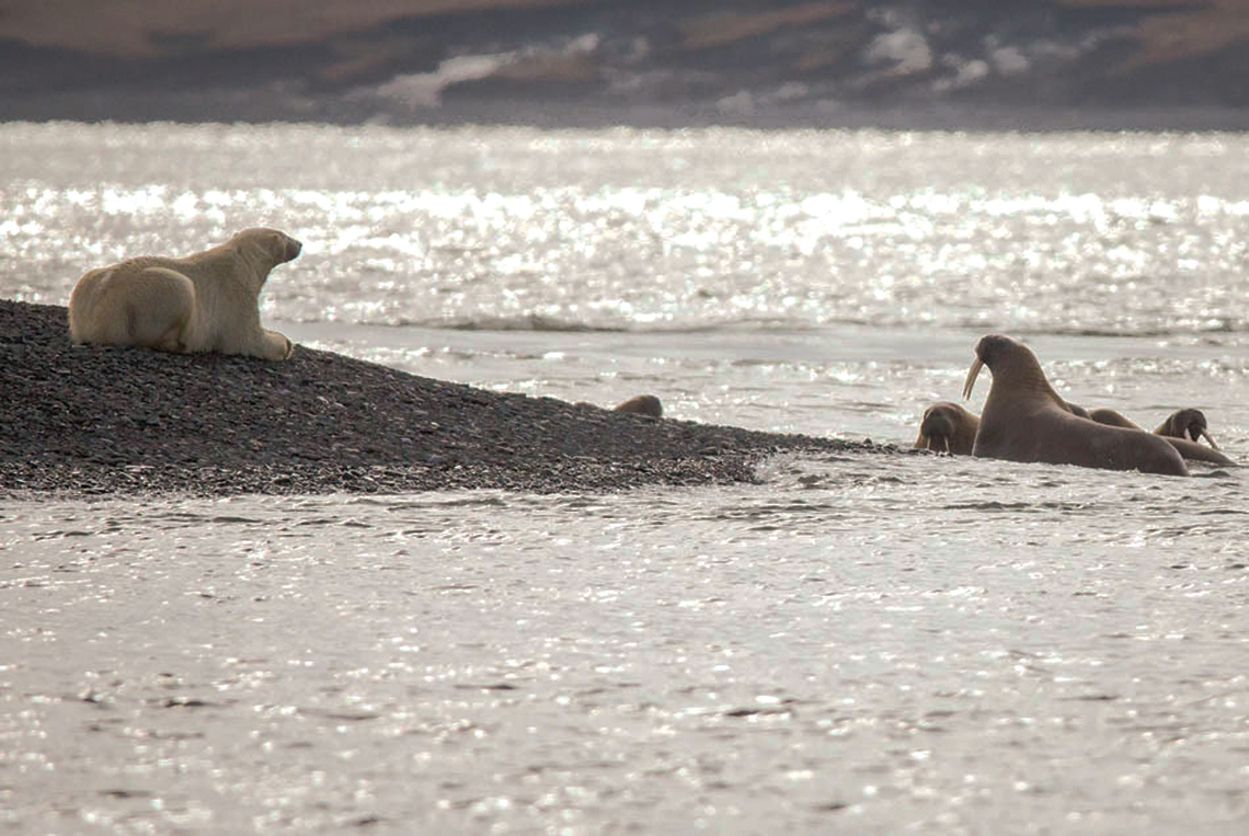 Белый медведь морж и тюлень природная зона. Море Лаптевых. Большой Арктический заповедник белый медведь. Морж Арктический заповедник. Море Лаптевых белые медведи.