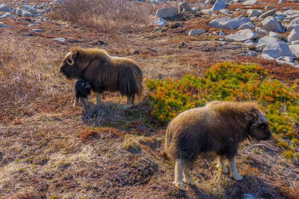 Якутские овцебыки дали потомство на острове Завьялова